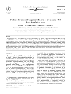 Evidence for assembly-dependent folding of protein and RNA in an