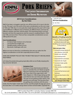Pork Brief - December 2014 - Corn Considerations (website)
