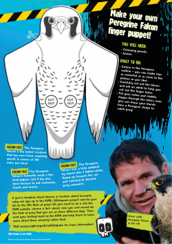 Make your own Peregrine Falcon finger puppet!