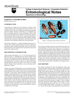 german cockroaches - Department of Entomology
