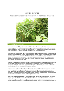 japanese knotweed