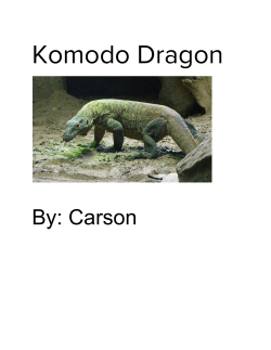 Komodo Dragon