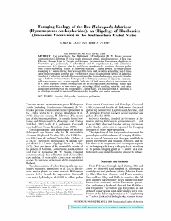Foraging Ecology of the Bee Habropoda laboriosa