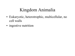Animals