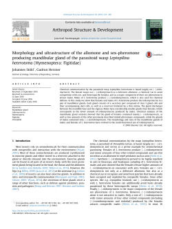 Morphology and ultrastructure of the allomone and