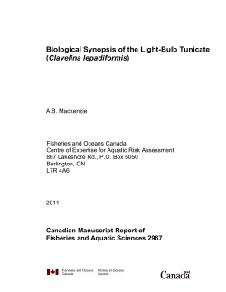 Biological Synopsis of the Light-Bulb Tunicate