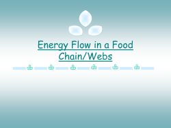 Energy flow in a food chain and pyramid pwpt