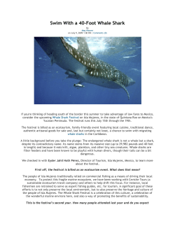 Swim With a 40-Foot Whale Shark