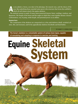 Skeletal System Packet