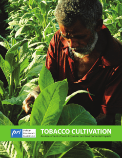 tobacco cultivation