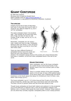 giant centipede