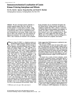 Immunocytochemical Localization of Casein Kinase II during
