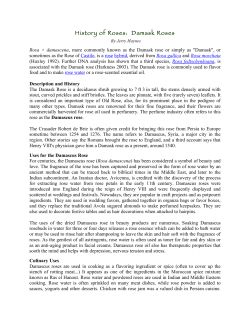 History of Roses: Damask Roses