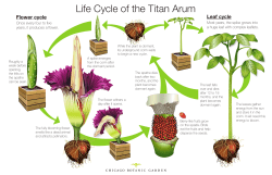 Life Cycle of the Titan Arum