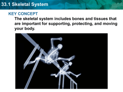 33.1 Skeletal System