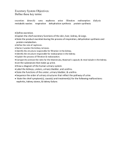 Excretory System Objectives: Define these key terms: