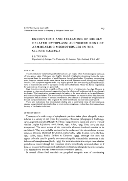 endocytosis and streaming of highly gelated cytoplasm alongside