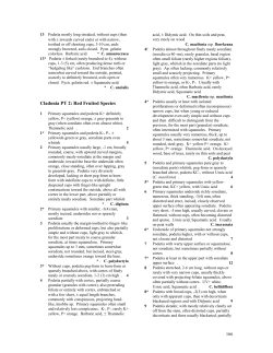 Cladonia PT 2: Red Fruited Species