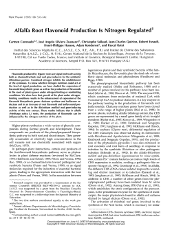Alfalfa Root Flavonoid Production 1s Nitrogen