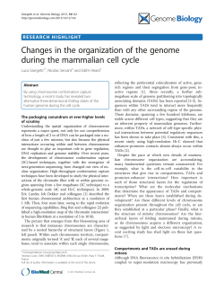 Changes in the organization of the genome during the mammalian