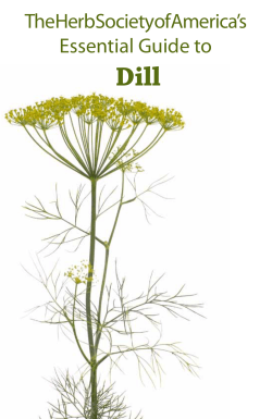 Dill Guide - Herb Society of America