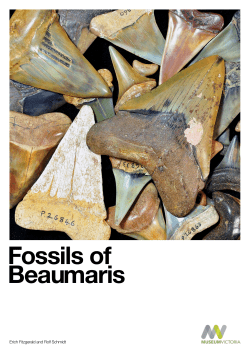 to view the booklet Fossils of Beaumaris