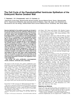 The Cell Cycle of the Pseudostratified Ventricular Epithelium of the