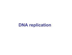 DNA replication