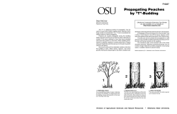 Propagating Peaches by &ldquo;T&rdquo;-Budding 1 2 3