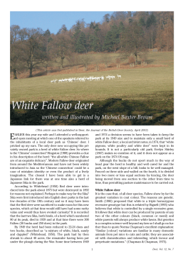 White Fallow deer