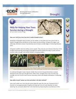 FAQs for Helping Your Trees Survive during a Drought