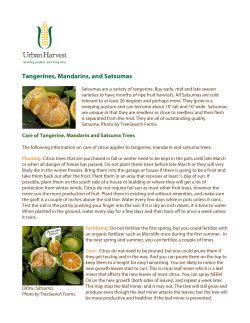 Tangerines, Mandarins, and Satsumas