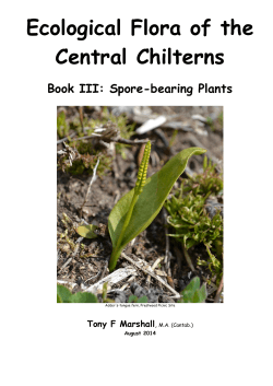 Section 10 Ferns and their allies