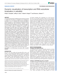 Dynamic visualization of transcription and RNA subcellular