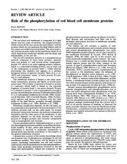 Role of the phosphorylation of red blood cell membrane proteins
