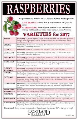 Raspberries are divided into 2 classes by fruit