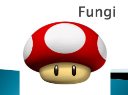 Fungi - WordPress.com