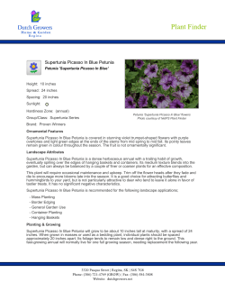 Supertunia Picasso In Blue Petunia