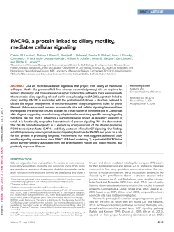 PACRG, a protein linked to ciliary motility, mediates cellular signaling