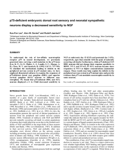 p75-deficient embryonic dorsal root sensory and