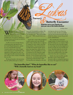 Nursery Butterfly Encounter