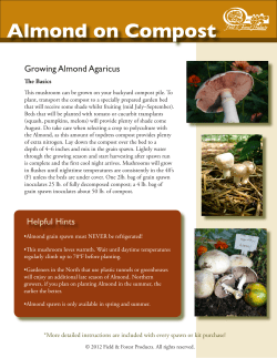 Almond Agaricus on compost