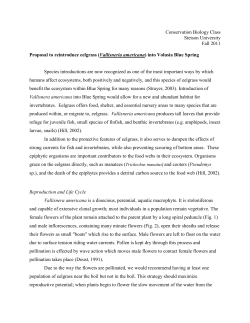 Proposal to reintroduce eelgrass (Vallisneria