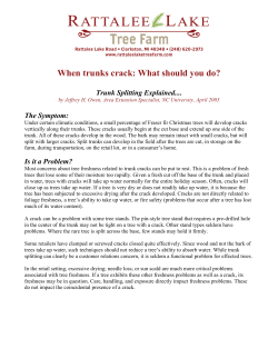 When trunks crack: What should you do?