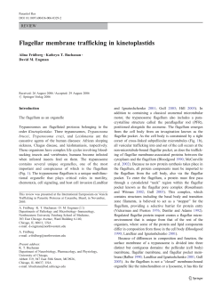 Flagellar membrane trafficking in kinetoplastids