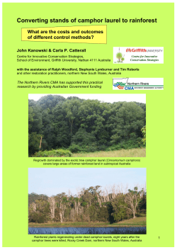 Converting stands of camphor laurel to rainforest