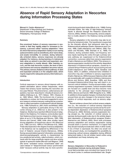 Absence of Rapid Sensory Adaptation in Neocortex during