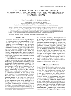 gastropoda, buccinidae