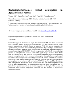 Bacteriophytochromes control conjugation in Agrobacterium fabrum