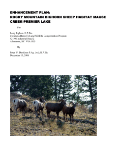 rocky mountain bighorn sheep habitat enhancement plan